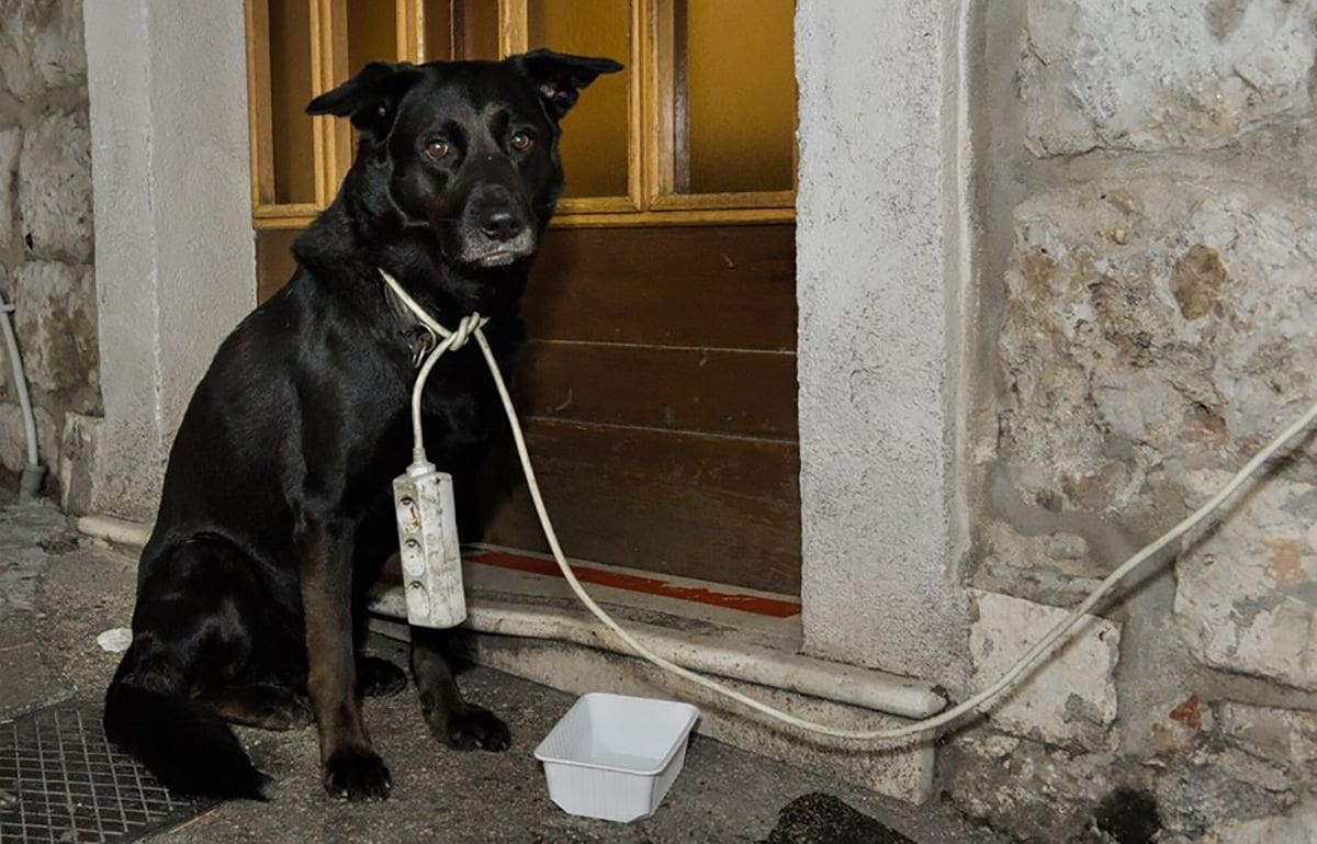 TRAŽE SE VLASNICI Zalutao pas u Splitu: "Dobro je zbrinut, čeka da dođu po njega"