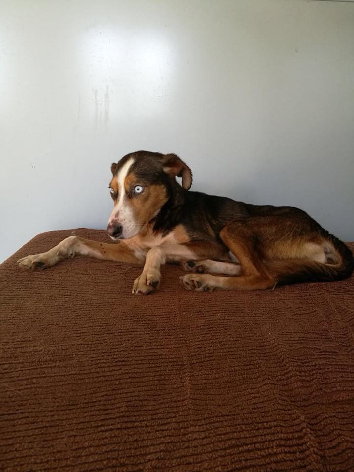 pas_jama_zmijavci_(19)