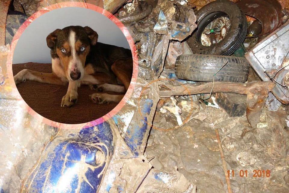 Evo kako danas izgledaju psi spašeni iz jame i kako im možete pomoći