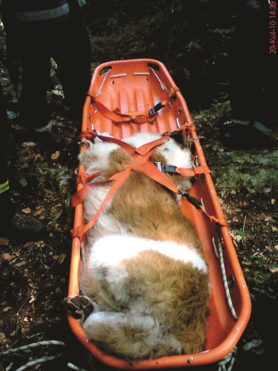 bernardinac - uspavan pa izvucen pomocu alpinistickog korita