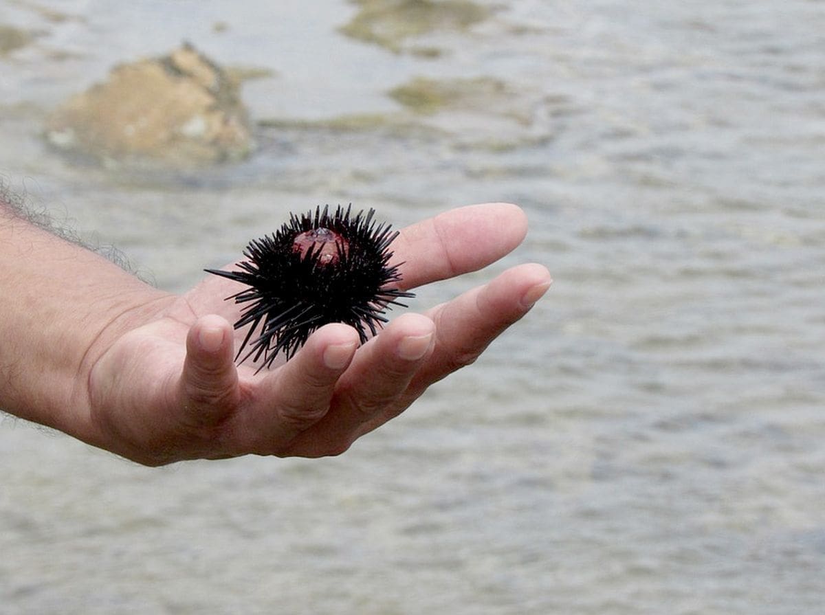 Drugdje zaštićeni, kod nas ih skuplja tko stigne: „Pune vreće trpaju u automobile i voze u nepoznato“