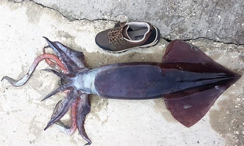 "MORSKA NEMAN" Dubrovčanin ulovio lignjuna od 6,5 kilograma