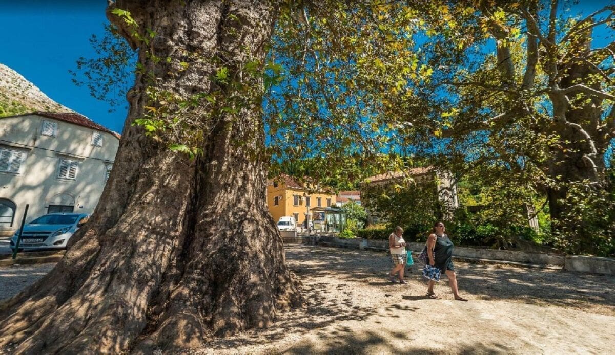 Jedno hrvatsko stablo nominirano je za Europsko stablo godine