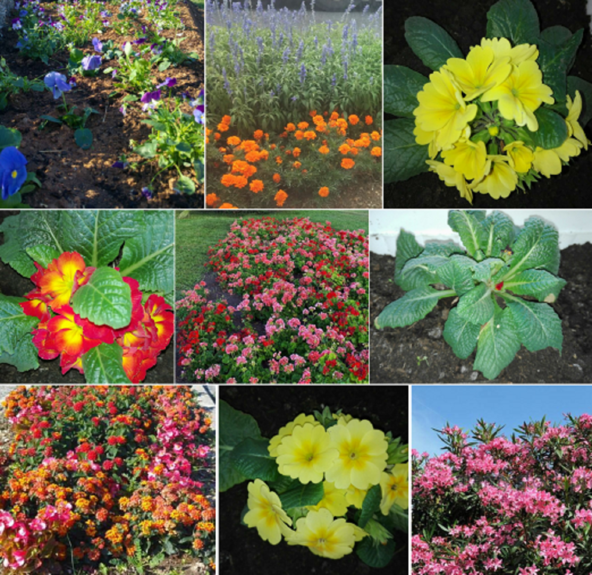 CVJETNI SPINUT Ozeleni balkon ili vrt i osvoji nagradu