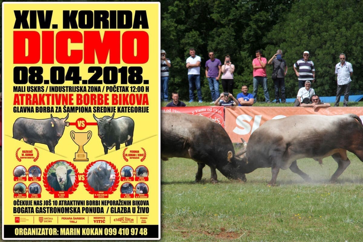 KORIDA U DICMU Ove nedjelje atraktivne borbe bikova uz bogatu gastro ponudu i glazbu uživo