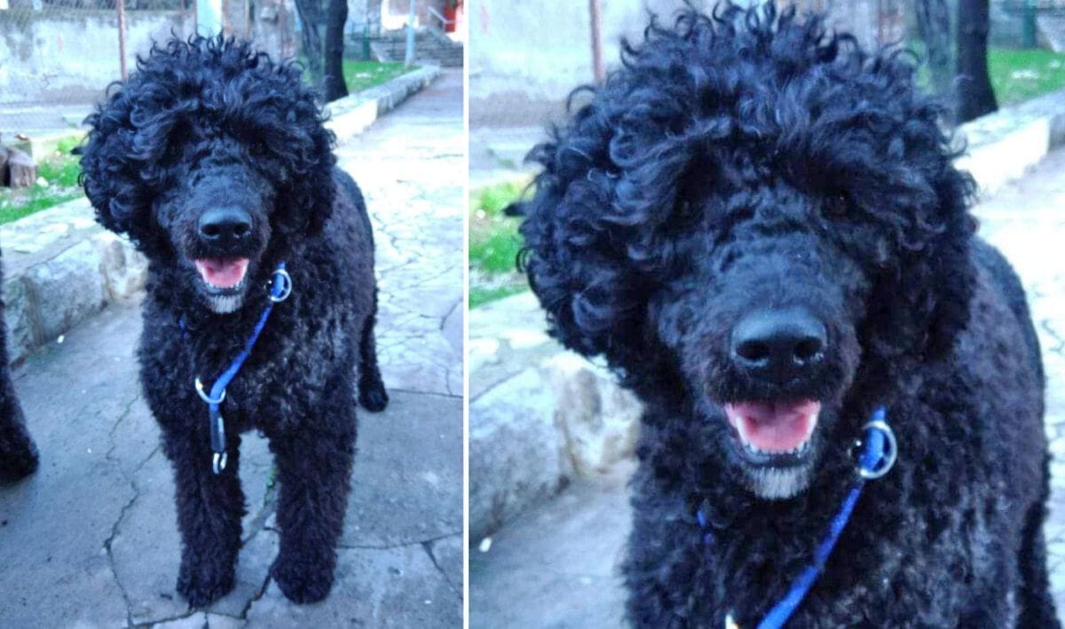 Vlasnik moli pomoć: Izgubljena kujica luta Splitom, zadnji put viđena na Sirobuju