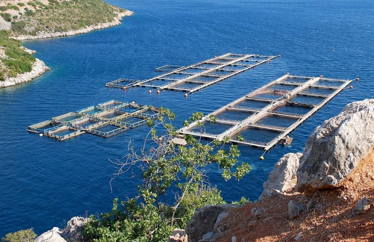 Koncesije za uzgoj ribe i školjki u zadarskom akvatoriju