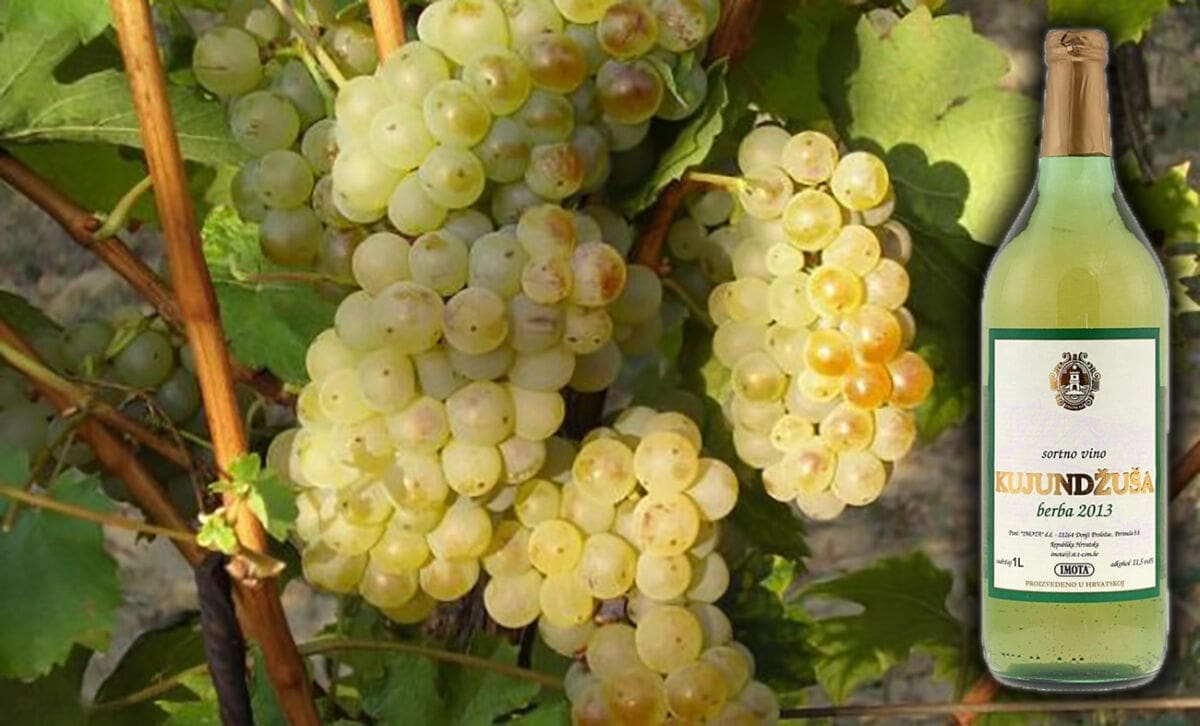 Nagrada za dugogodišnji trud: Imotska kujundžuša dobila certifikat vrhunskog vina