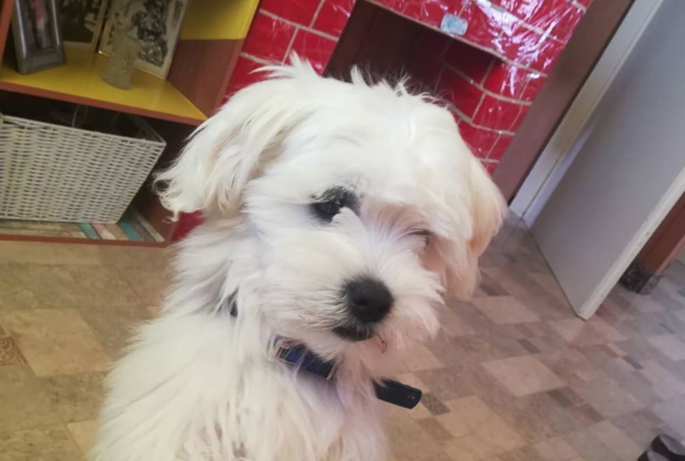 Pred djecom pregazio psića i pobjegao: "Bi li tako otišao i da si čovjeka udario, ti bezosjećajni čovječe?"