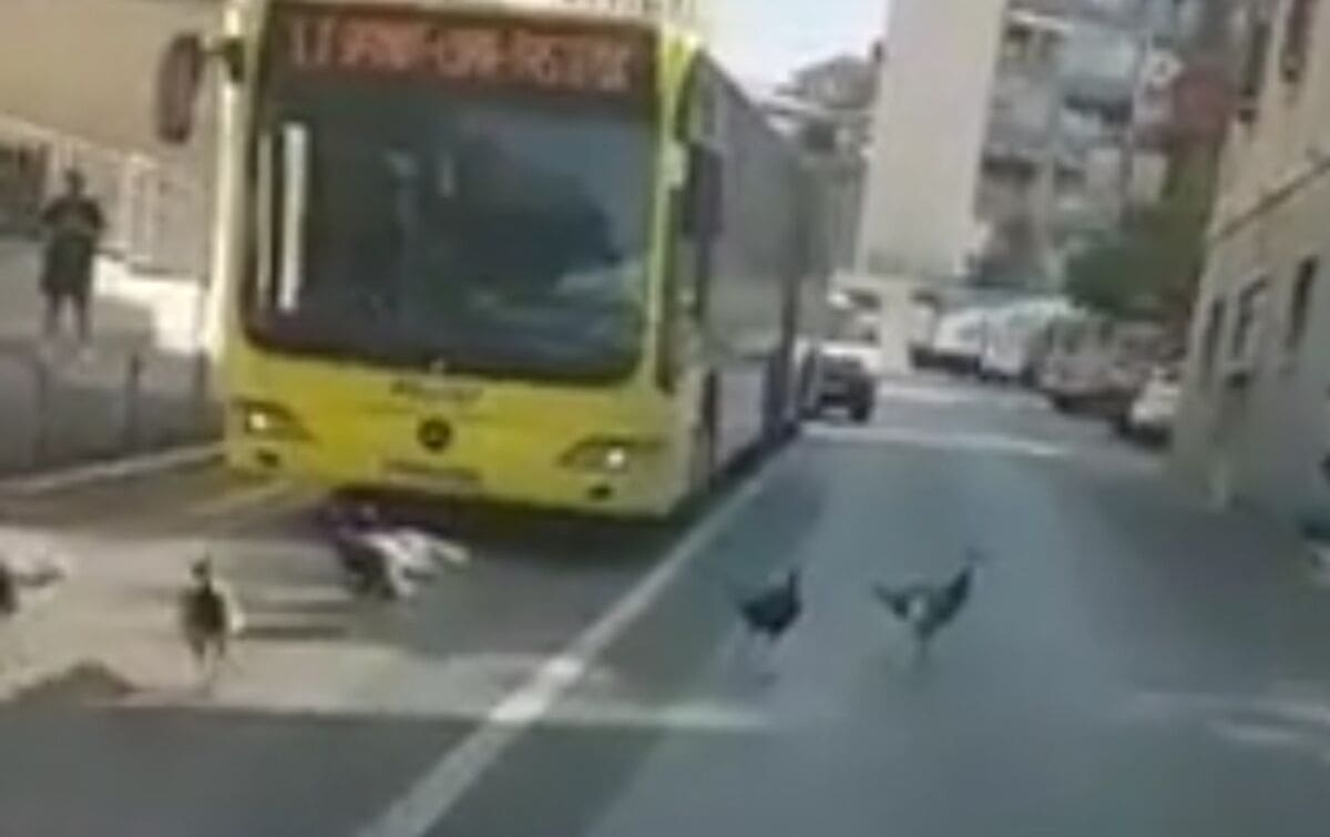 Osvajaju grad: Paunovi zaustavili Prometov autobus na Pazaru