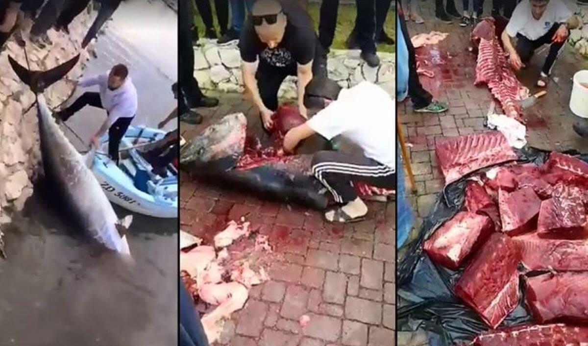 SKUP "ULOV" Zbog ubijene tune u Bibinju na teren izašla inspekcija, slijede kazne