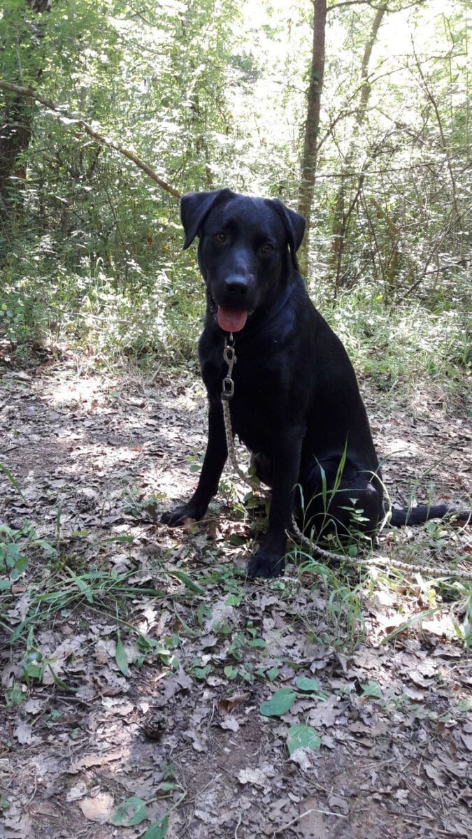 hgss_psi_trening_spasavanje_(4)