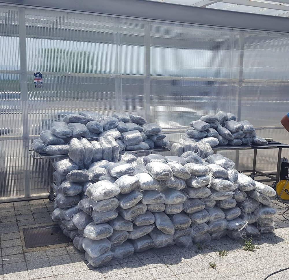 marihuana 1_vinjani (1)