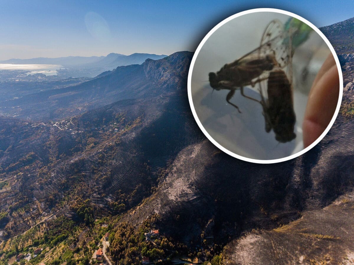 NEOČEKIVANA NAJEZDA "Napadaju nas rojevi cvrčaka, zaposjeli su kuće, dvorišta, maslinike"
