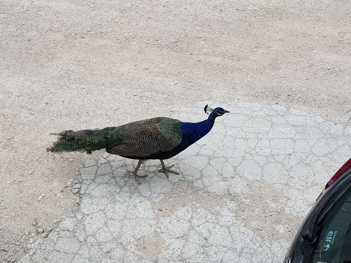 OSVAJAJU GRAD Paunovi se nakon Sućidra prošetali do Visoke
