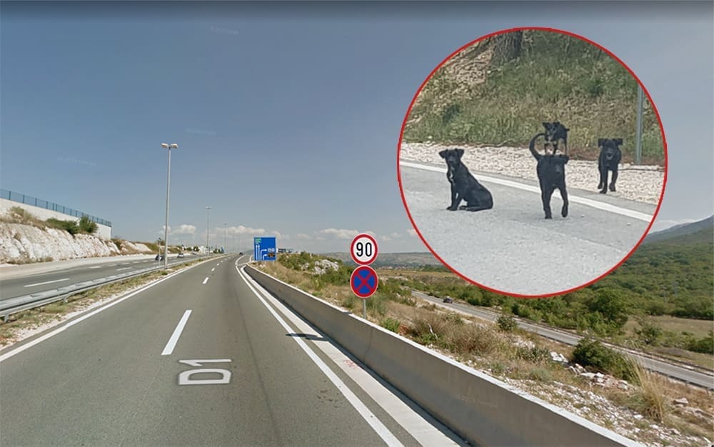 VOZAČI, OPREZ Na brzoj cesti kod Dugopolja uočena dva psa, smanjite brzinu i povećajte oprez