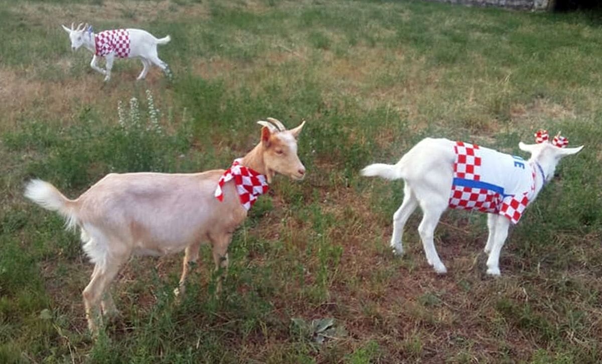 Nogometna eurofija u Zagori: "Vatreni jarići" postali hit na društvenim mrežama!