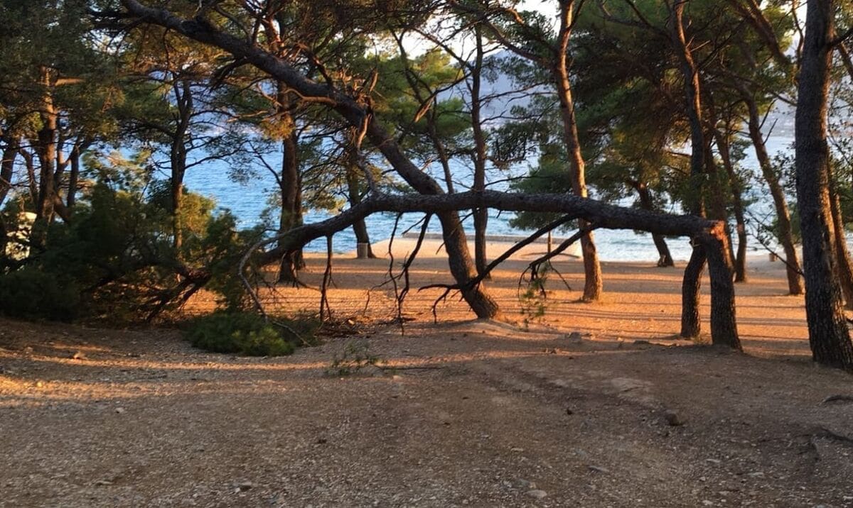 Bura srušila bor na plaži na Prvoj Vodi: "Srećom da stablo nije palo na nekog prolaznika"