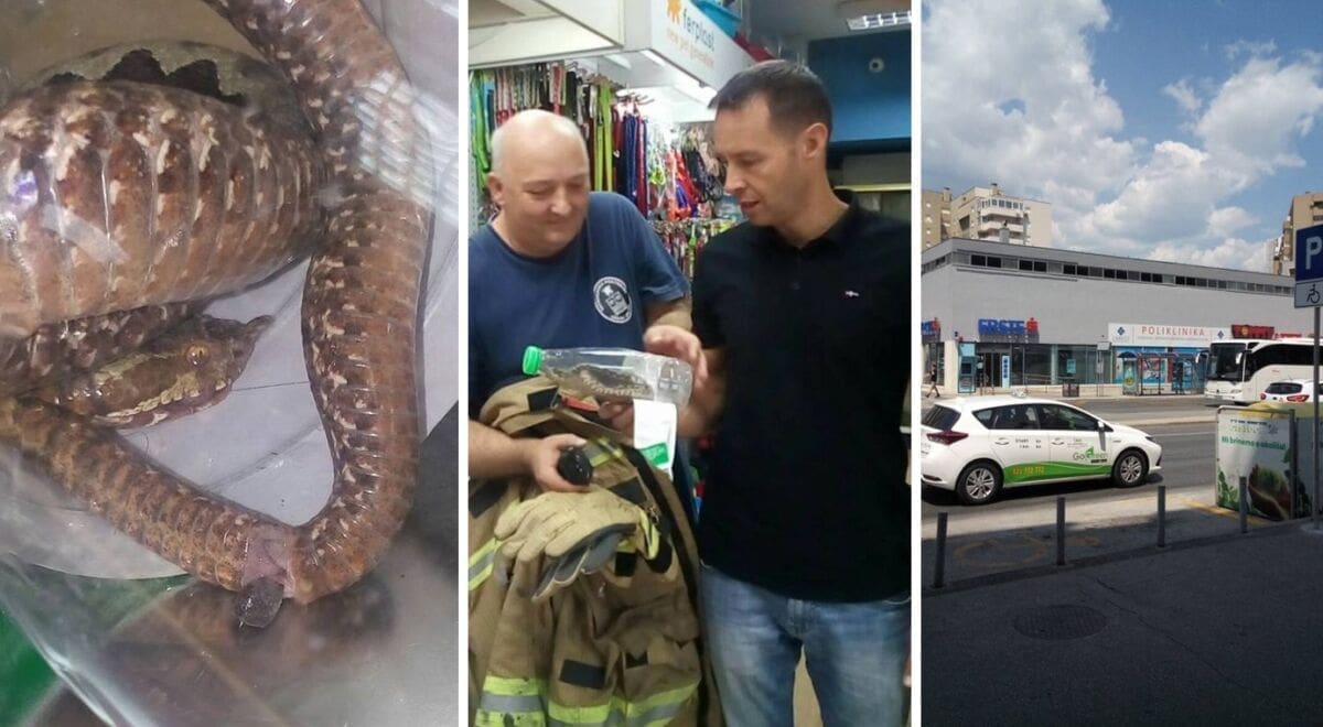 "AKCIJA POSKOK" Splićanka spasila ranjenog poskoka na stanici, vatrogasci će ga vratiti u prirodu na Mosor