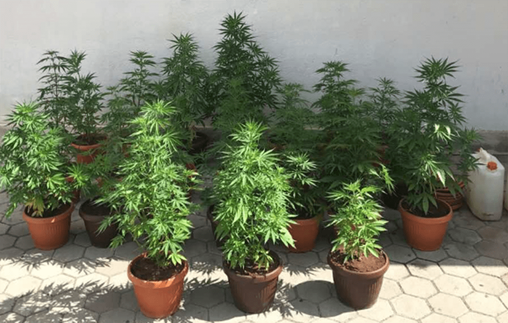 NIŠTA OD BERBE Policija omela mladog 'poljoprivrednika' pri zalijevanju marihuane