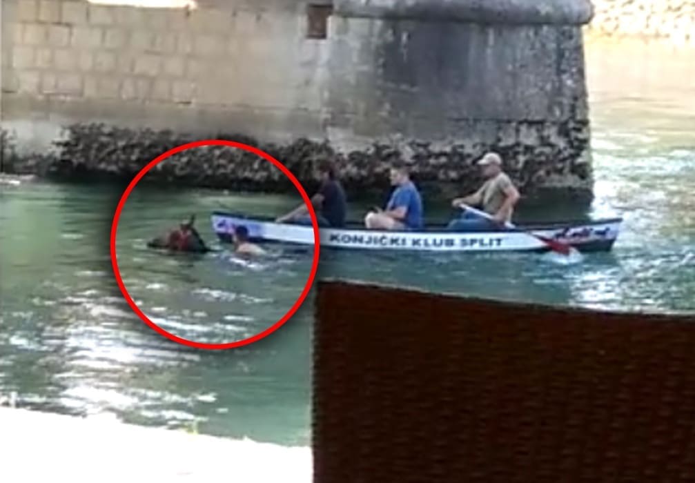 "VODENI" KONJ Triljani gledali u čudu: Čovjek jahao konja koji pliva Cetinom