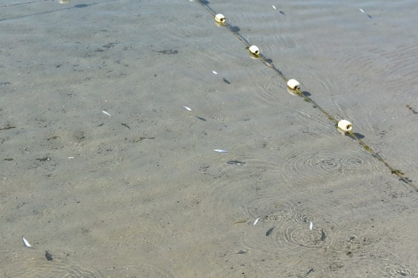 molunat_riba_,mrtva_01