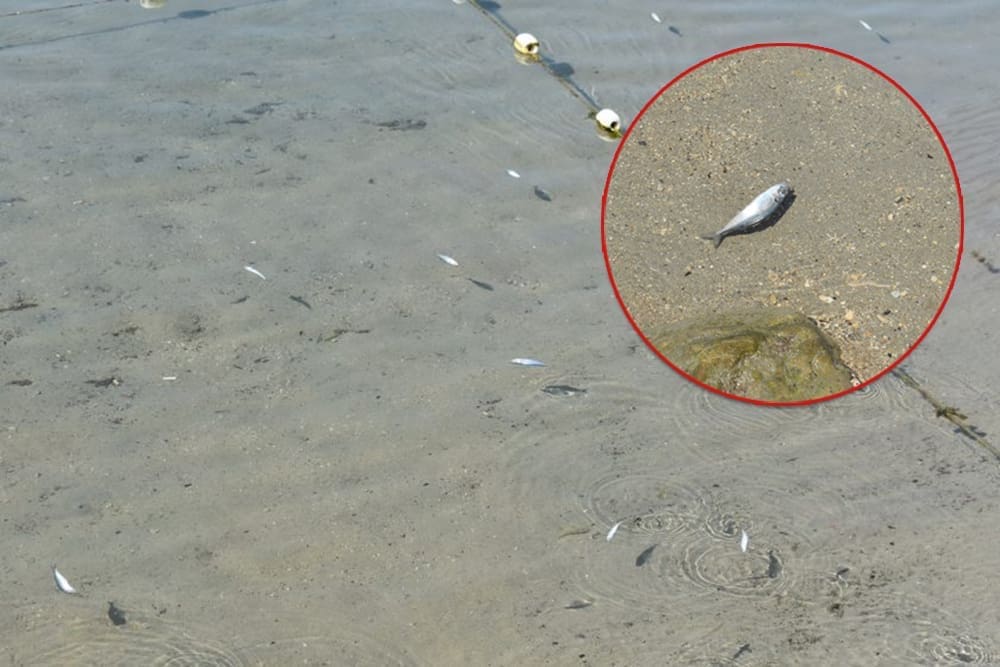 HOROR U MALOM DALMATINSKOM MJESTU Uvalu preplavile mrtve ribe