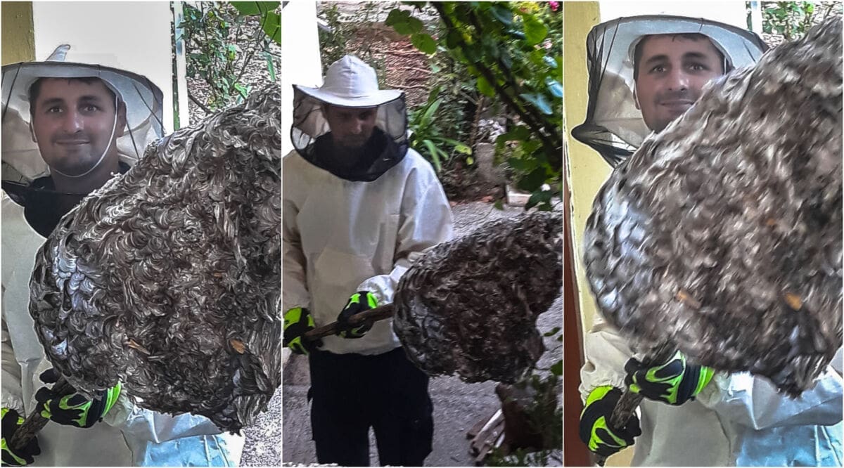 ZAHTJEVNA INTERVENCIJA Vatrogasci uklanjali na tisuće osa iz šupe stambenog objekta