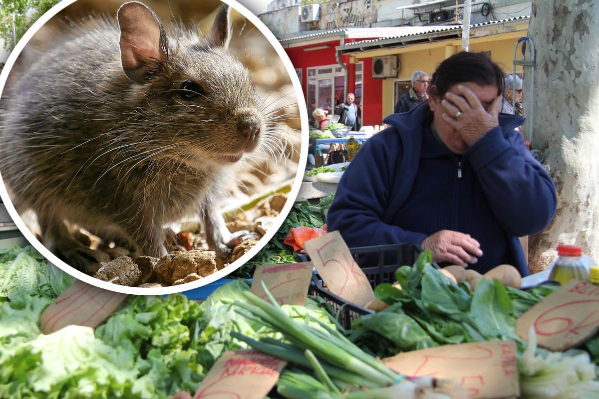 TKO JE ZAKAZAO? Koncesionar Pazara ne preuzima odgovornost za štakore: "Nismo ovlašteni za deratizaciju"