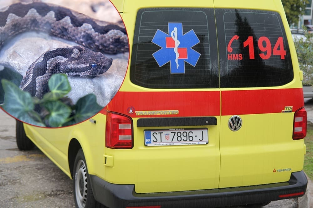 POSKOCI VREBAJU Ugrizao za ruku muškarca kod Omiša: "Zasad imamo dovoljno protuotrova"