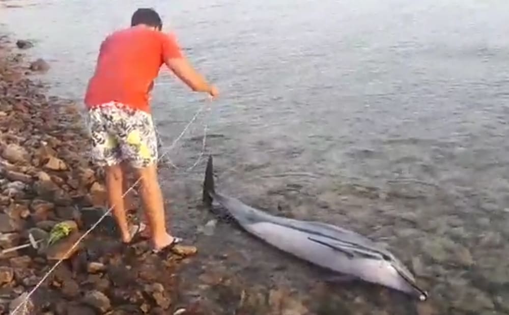 TUŽAN PRIZOR U plićaku pronađen mrtav dupin