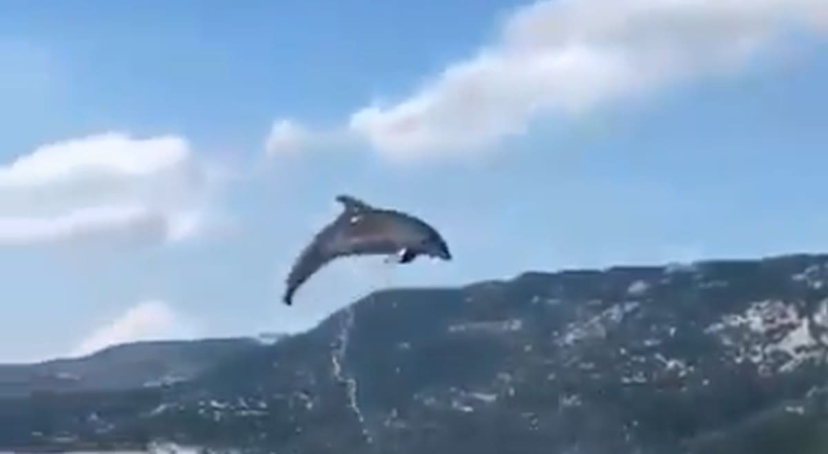 PREDIVNO Pogledajte video zaigranog dupina koji je snimljen na Jadranu