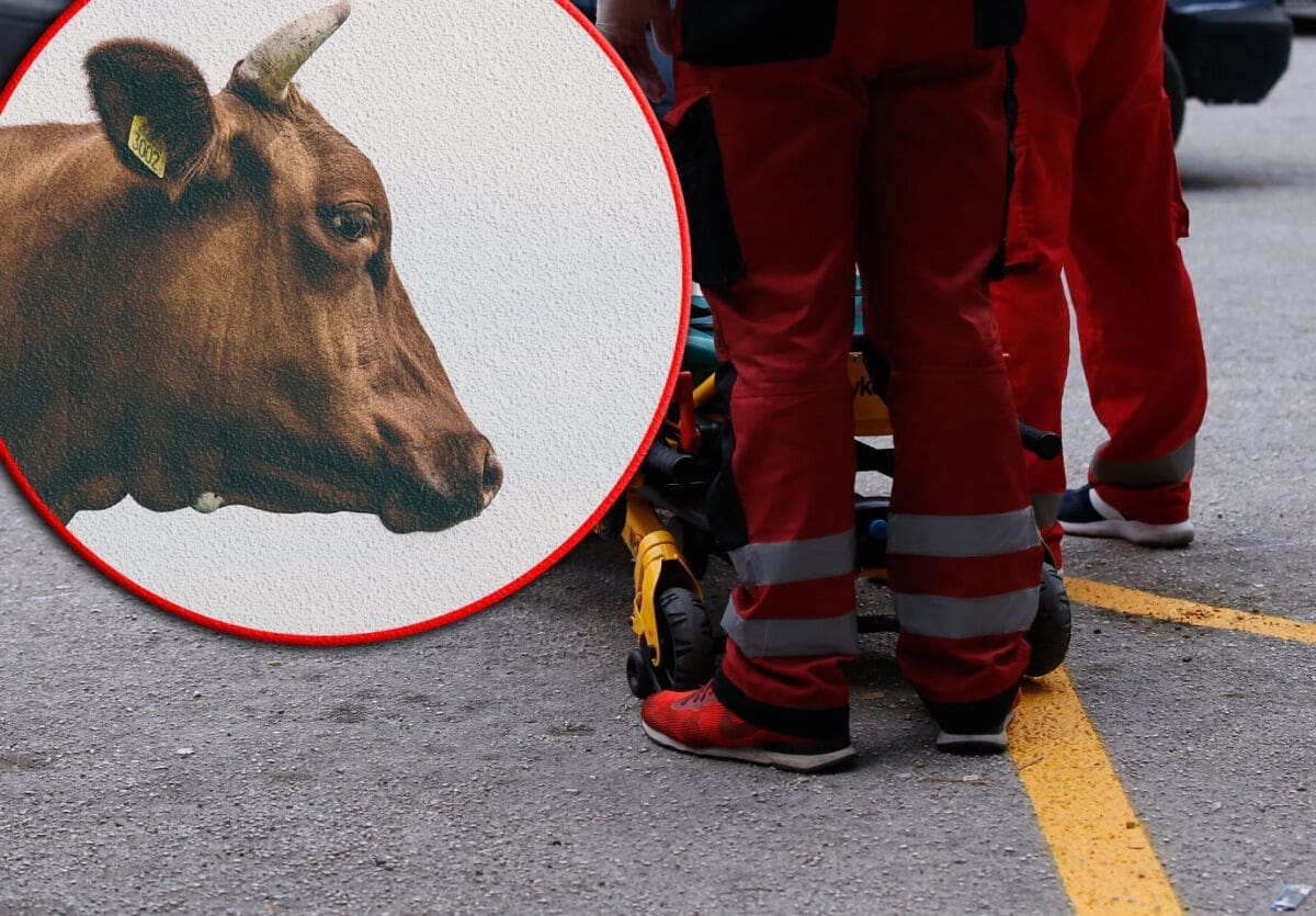 TEŠKA PROMETNA NESREĆA U KONJSKOM Smrtno stradao vozač, pokušao zaobići domaću životinju na cesti?