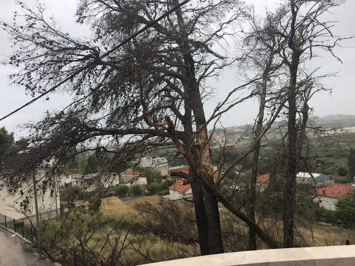 podstrana_izgorena_stabla_(6)