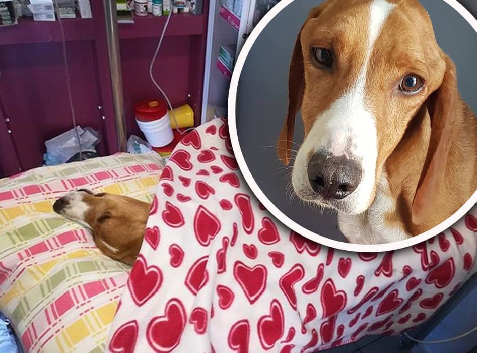 JAVNOST BIJESNA ZBOG BONA "Nudimo 10 tisuća kuna za informaciju o vlasniku koji je napustio psa"