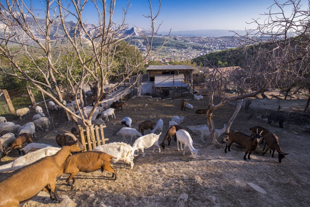 koze_ovce_rupotina_opg_(30)