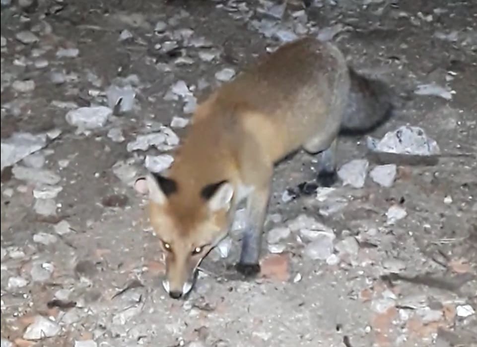 GLAD POBIJEDILA STRAH Lisica prišla izletnicima i jela im "iz ruke"