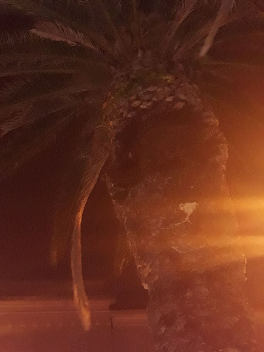 palma_jugo_riva_split_(2)