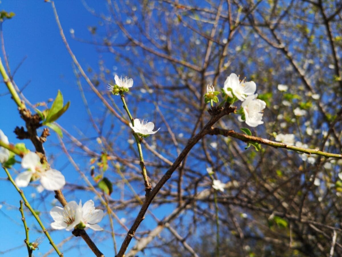 priroda_split_cvat_listopad (1)