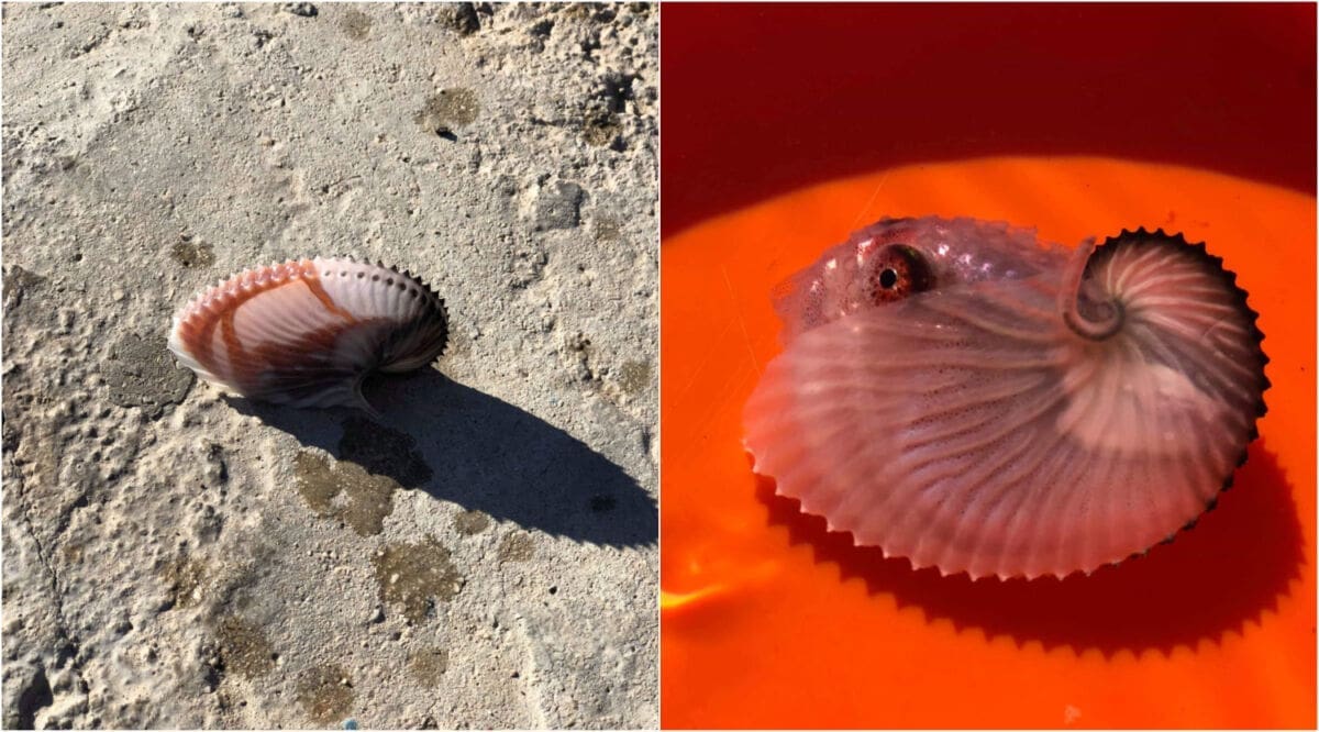 Rijetka vrsta iz tropskih mora pronađena u lučici na Spinutu, građani ostali iznenađeni