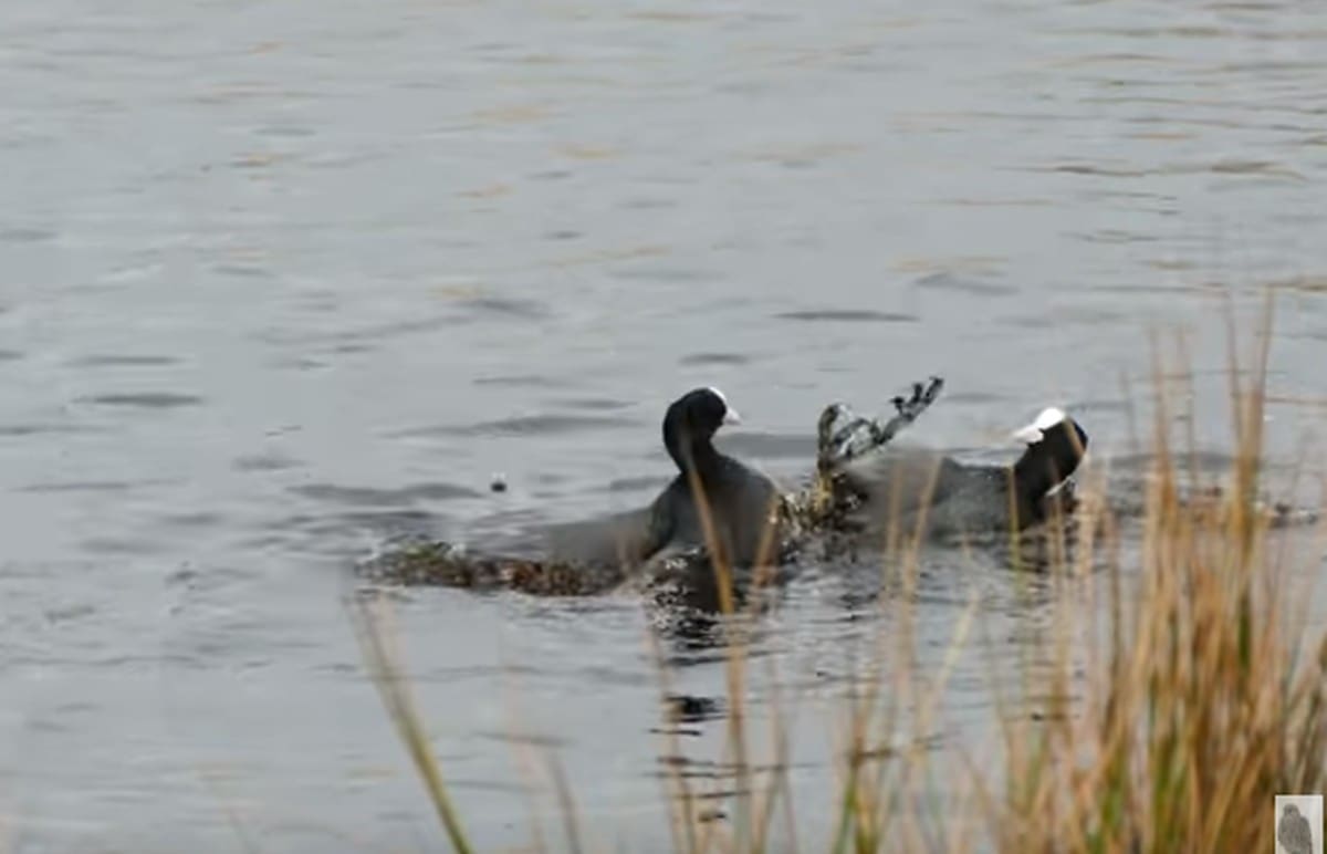 UHVAĆEN U NEZAKONITOM RIBOLOVU Na području Knina ukrao pušku, a na Neretvi ulovio dvije liske