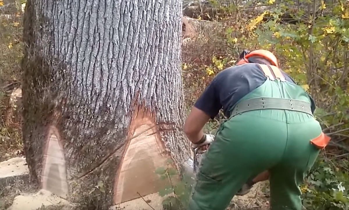 Policija pronašla sumnjivca za šumsku krađu: posjekao je i otuđio ukupno 77 stabla hrasta u državnom vlasništvu