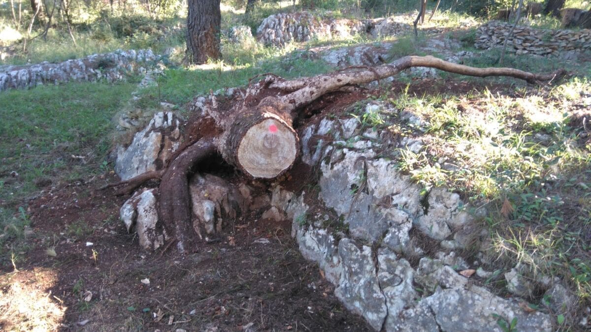 marjan_likovnjaci (1)