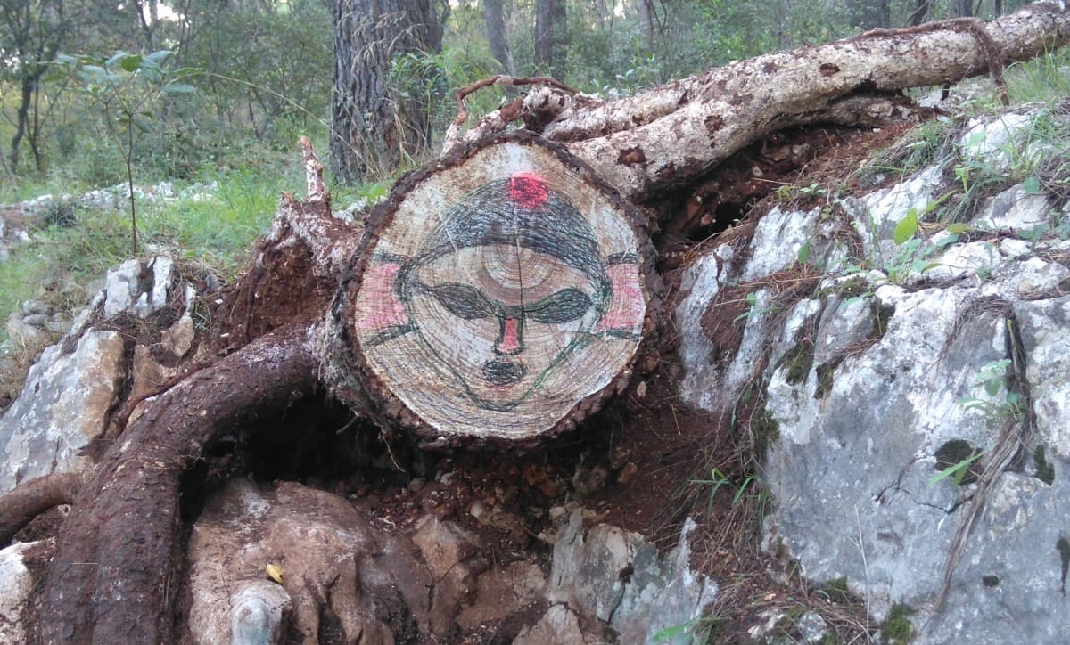 SRUŠENI BOR POSTAO PLIVAČ Pogledajte kako su se likovnjaci poigrali borom kojeg je srušila bura
