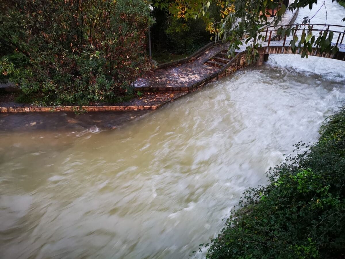 nabujala-zrnovnica(1)