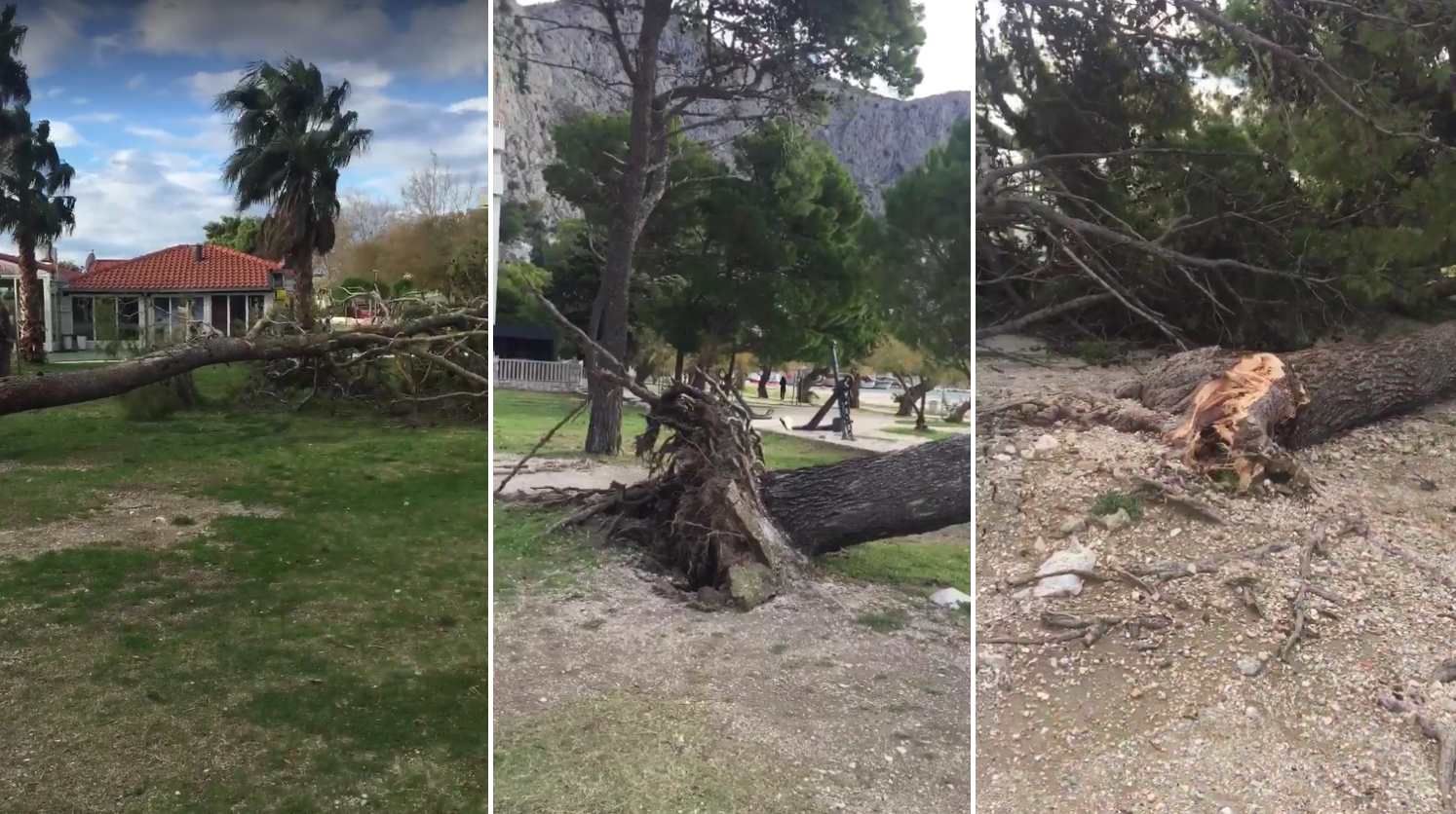 ORKANSKI UDARI DO 120 KM/H Bura "pokosila" brojne borove u poznatom omiškom parku