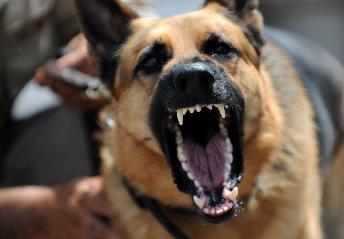 Nasred ulice nahuškao svog psa da napadne i izgrize 19-godišnjaka, pa se dao u bijeg!