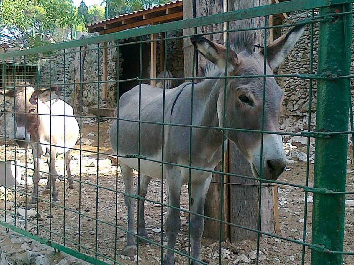 RODITELJI, POVEDITE DJECU Prirodoslovni muzej i Zoološki vrt organizira radionicu „Izrada betlehemskih životinja od prirodnih materijala“