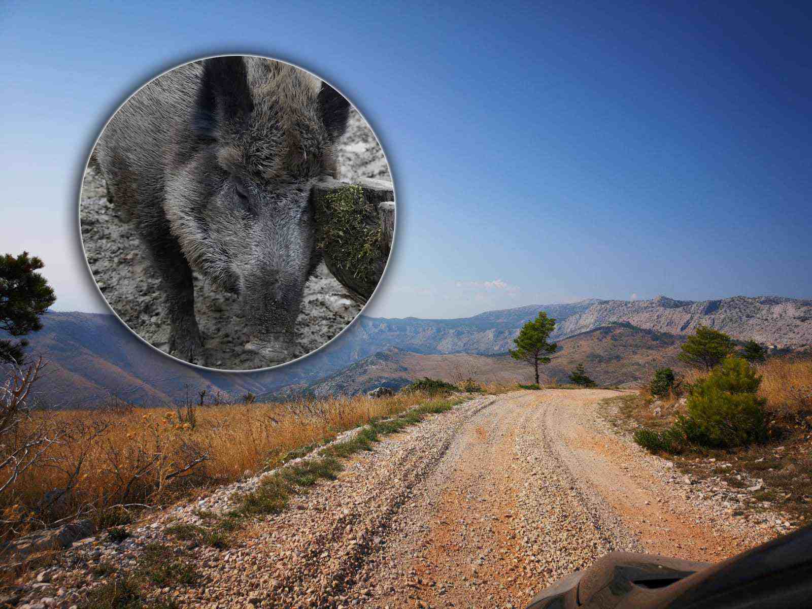 ČITATELJI UPOZORAVAJU Na padinama Mosora lutaju mladi veprići koje štiti majka: "Treba pripaziti na djecu na izletima"