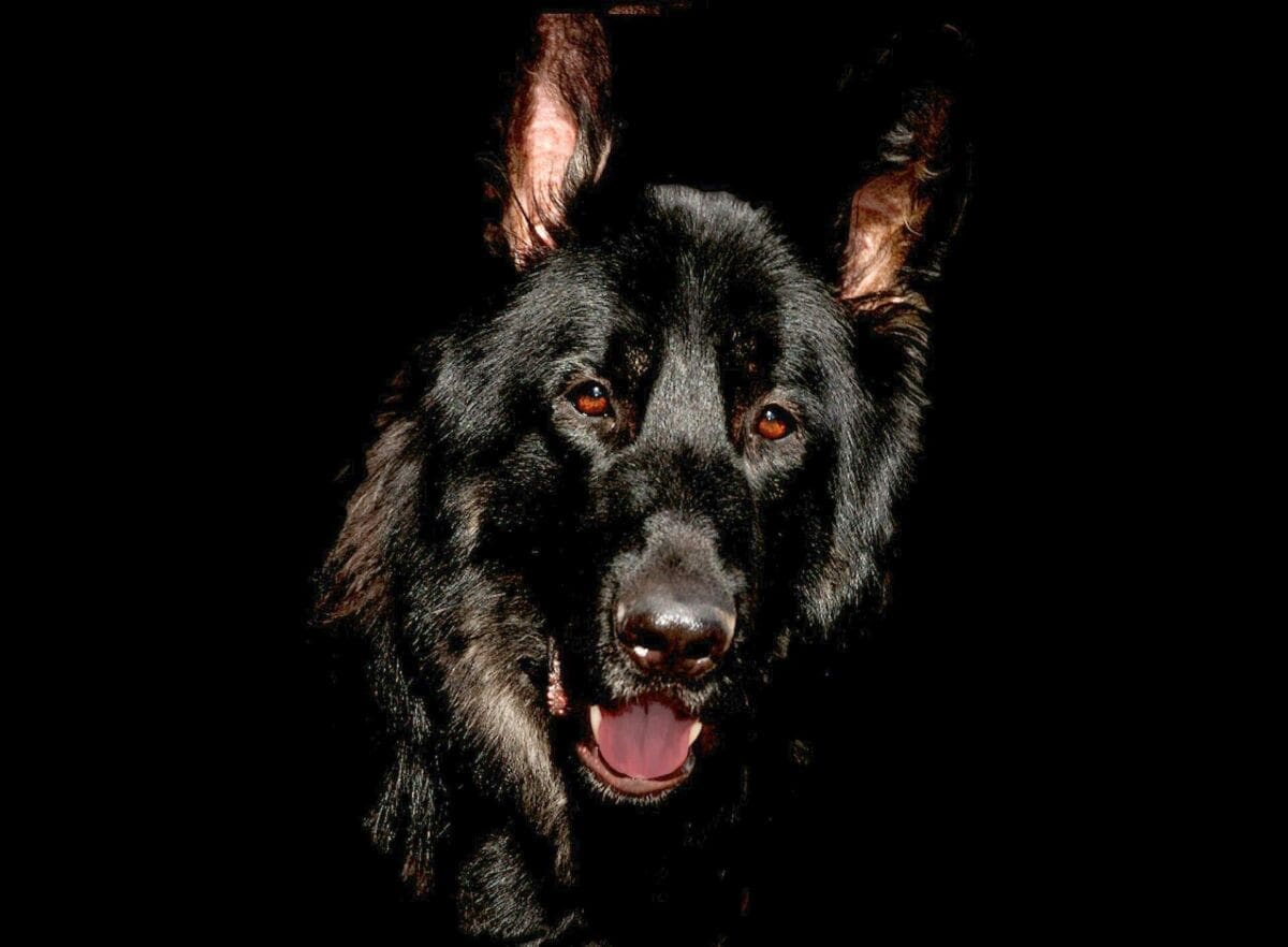 Zaiskrilo na Županijskoj skupštini: "Tko će čuvati palijativne bolesnike, njemački ovčari?"